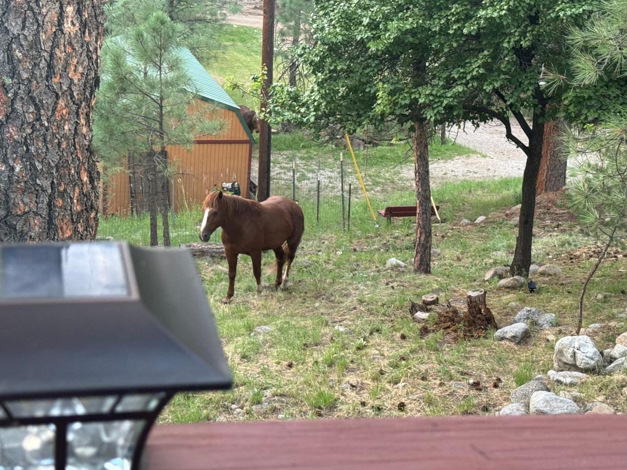 Gonzales Cozy Little Bear Cabin Руидозо Экстерьер фото
